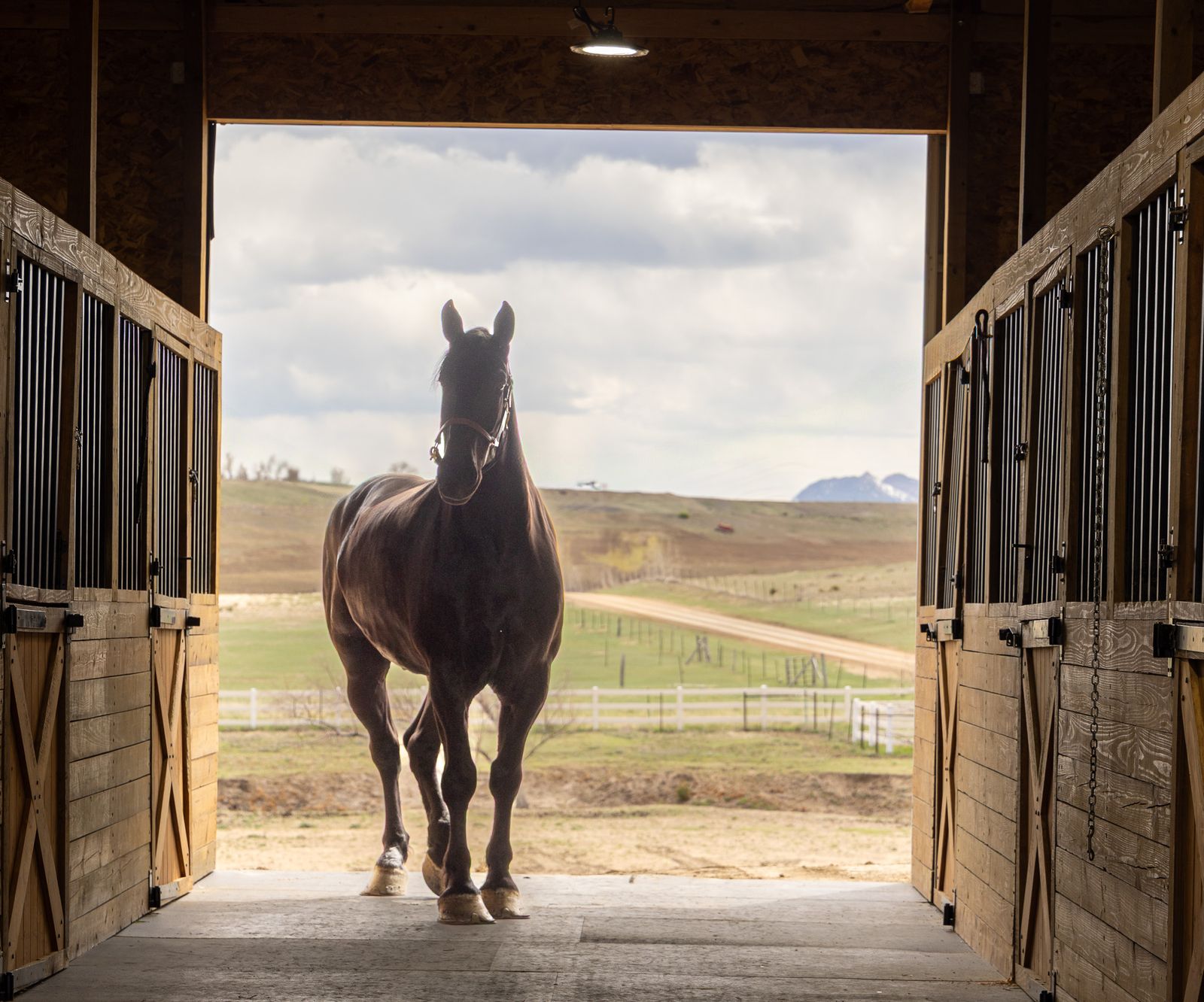 Percheron horse in the barn aisle at Meadowlark Ranch Too